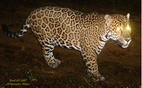 jaguar