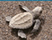 tortuga
